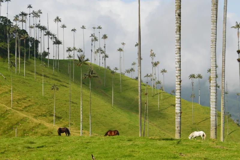 Andes occidental — foto: Shawn Appel