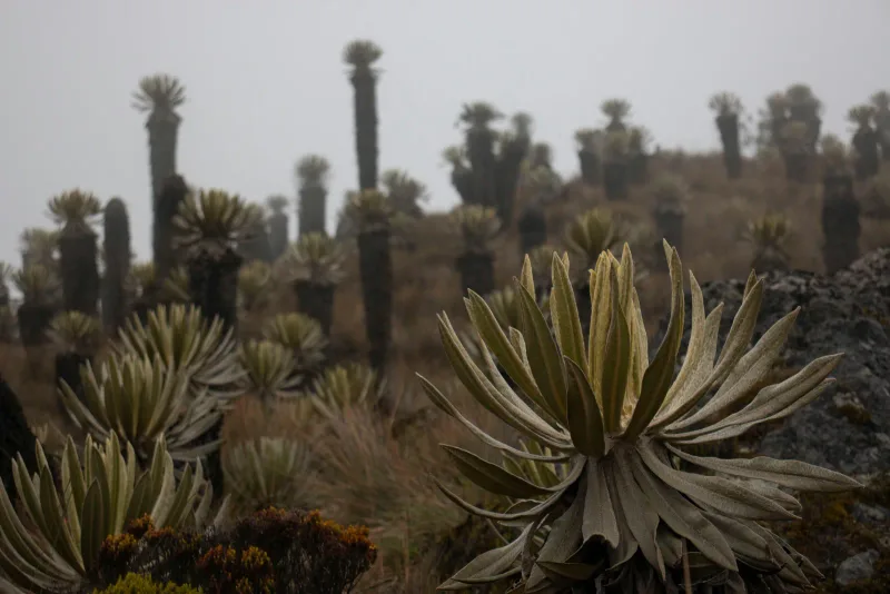 Andes oriental — foto: Salomé Salazar Ravagli