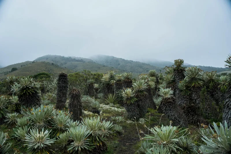 Andes oriental — foto: Juan Felipe Ramírez