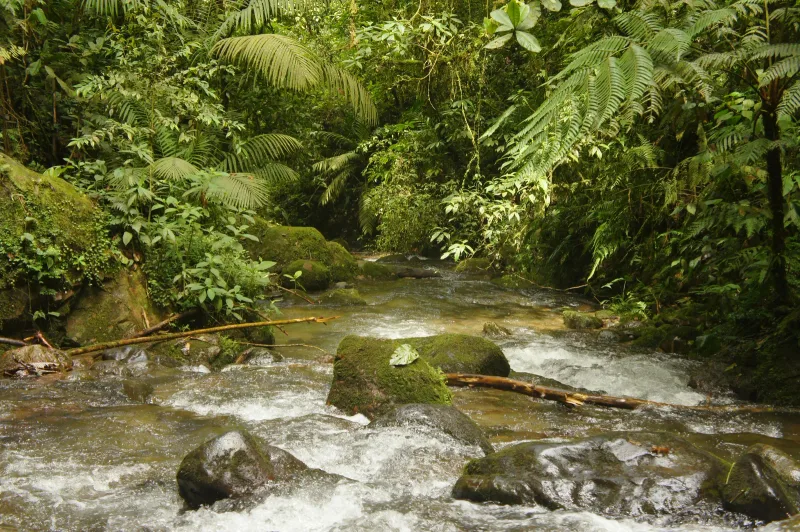Caño Cristales — foto: Jorge Alberto Ferro