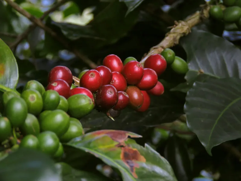 Eje Cafetero — foto: Andres Hernandez