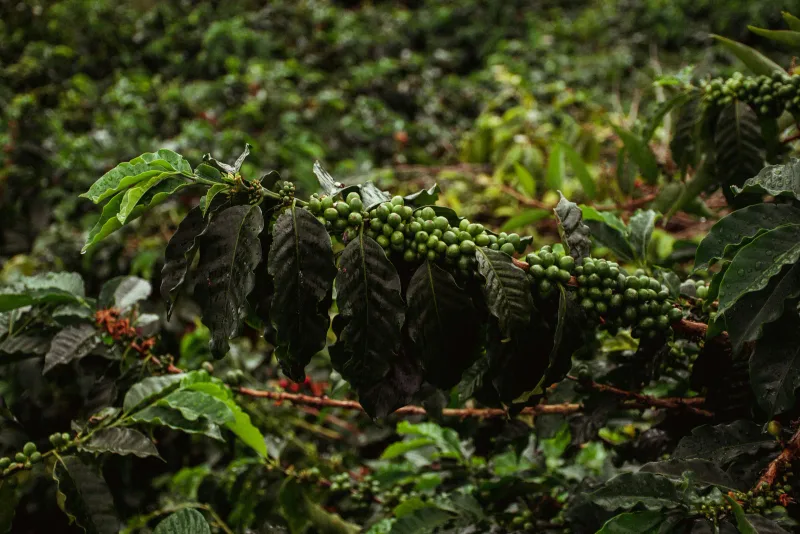 Eje Cafetero — foto: David Restrepo