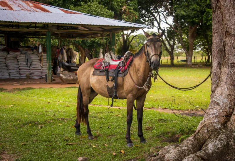 Llanos orientales — foto: Manuel Parra