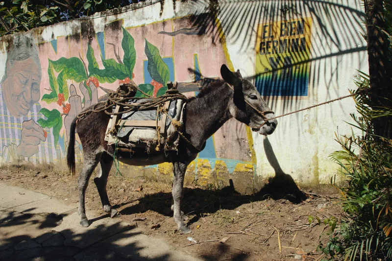 Minca — foto: David Hertle