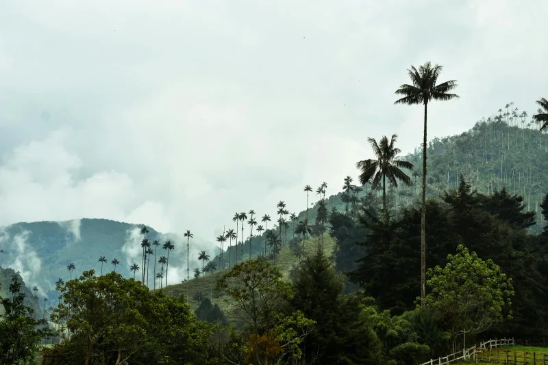 Valle del Cocora — foto: Jess Londoño