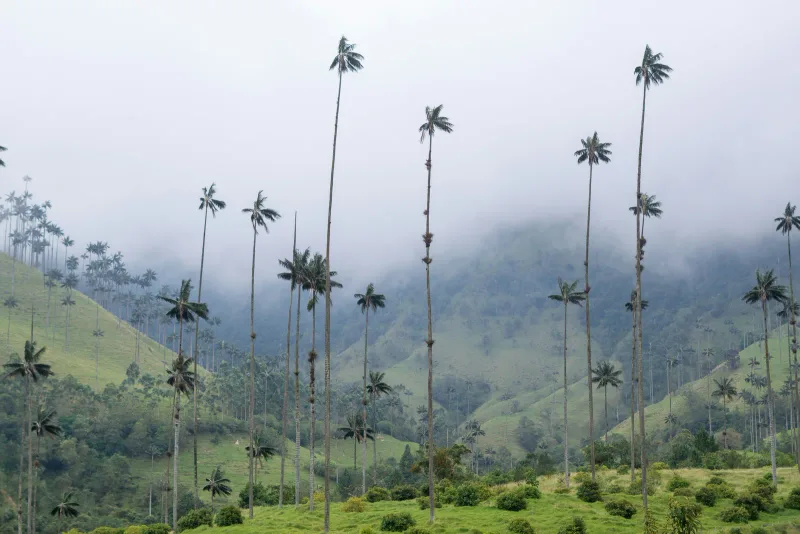 Valle del Cocora — foto: Yehuda Weisel