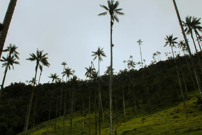 Valle del Cocora — foto: Backroad Packers
