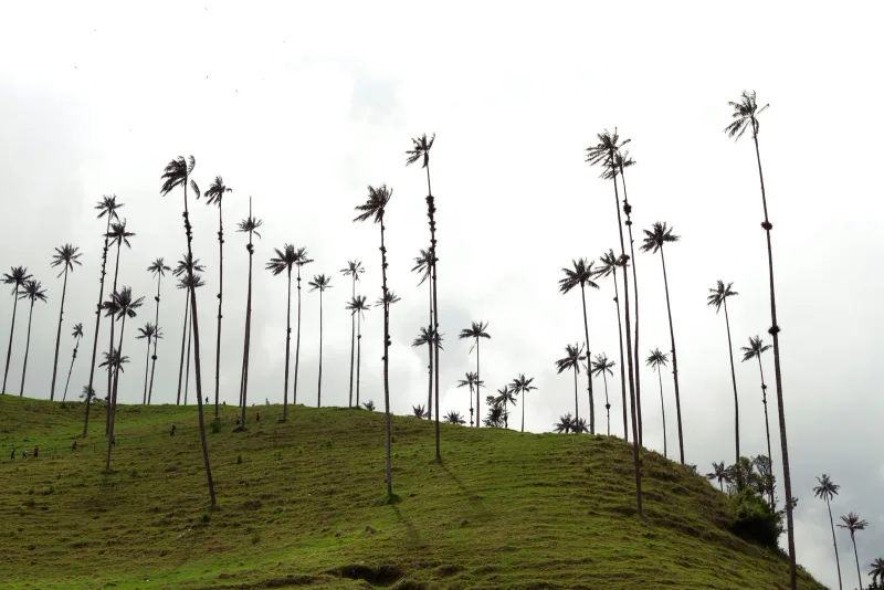 Valle del Cocora — foto: Julian Florez