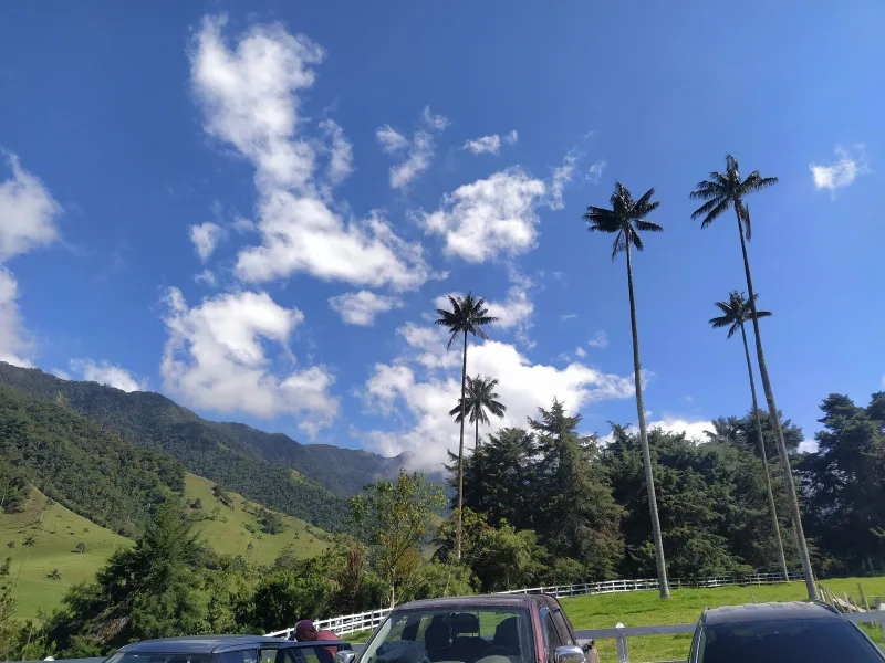 Valle del Cocora — foto: Lina Micán
